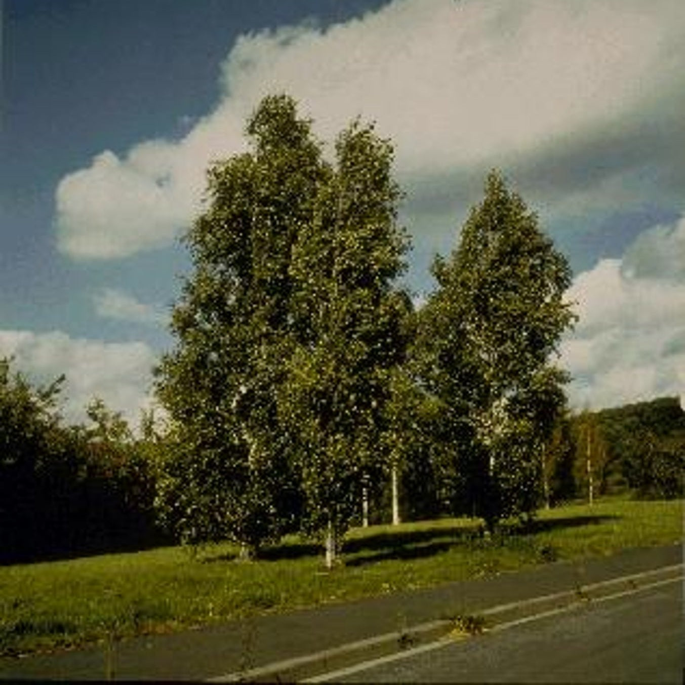 Glasbjörk, pelarform – Betula p. 'Fastigiata' - 10/12 Feathered Cont.